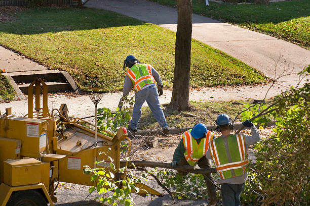 Best Arborist Services Near Me  in Brownsville, TX